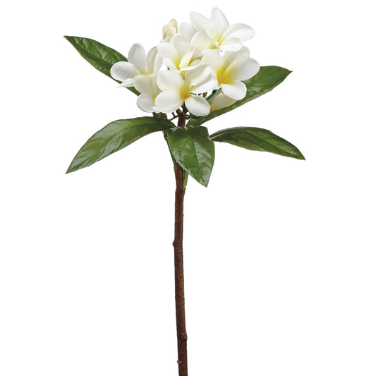 Plumeria Stem Cream 22"