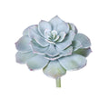 Echeveria Peacock