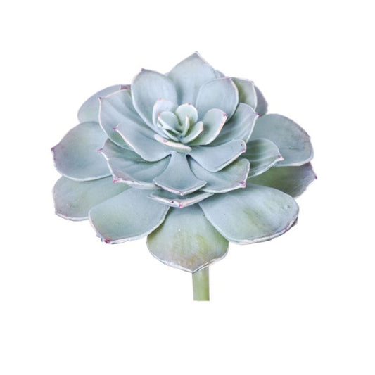 Echeveria Peacock