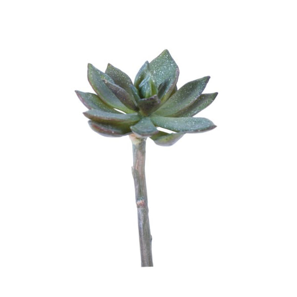 Sword Leaf Echeveria Succulent Small