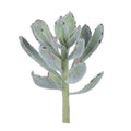 Faux kalanchoe succulent stem permanent panda bear succulent faux succulent