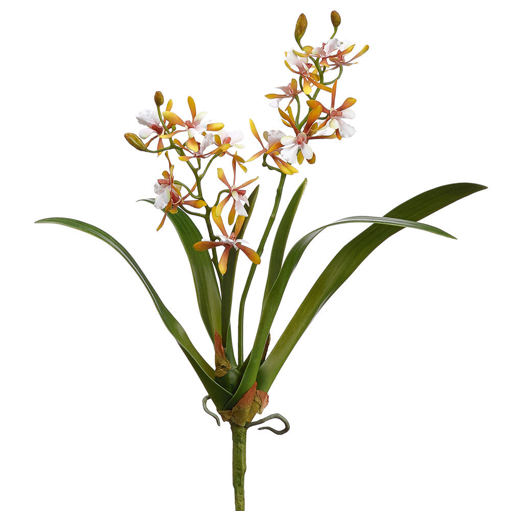 Butterfly Orchid Yellow