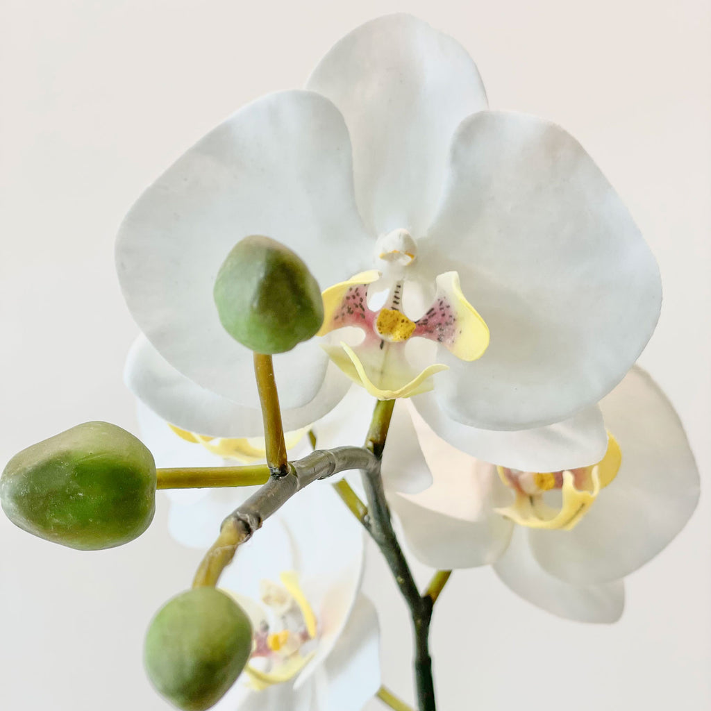One Small Orchid in 5" Contour Bowl