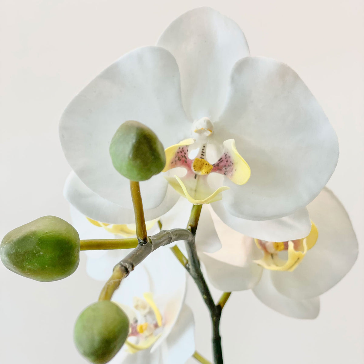 One Small Orchid in 5" Contour Bowl