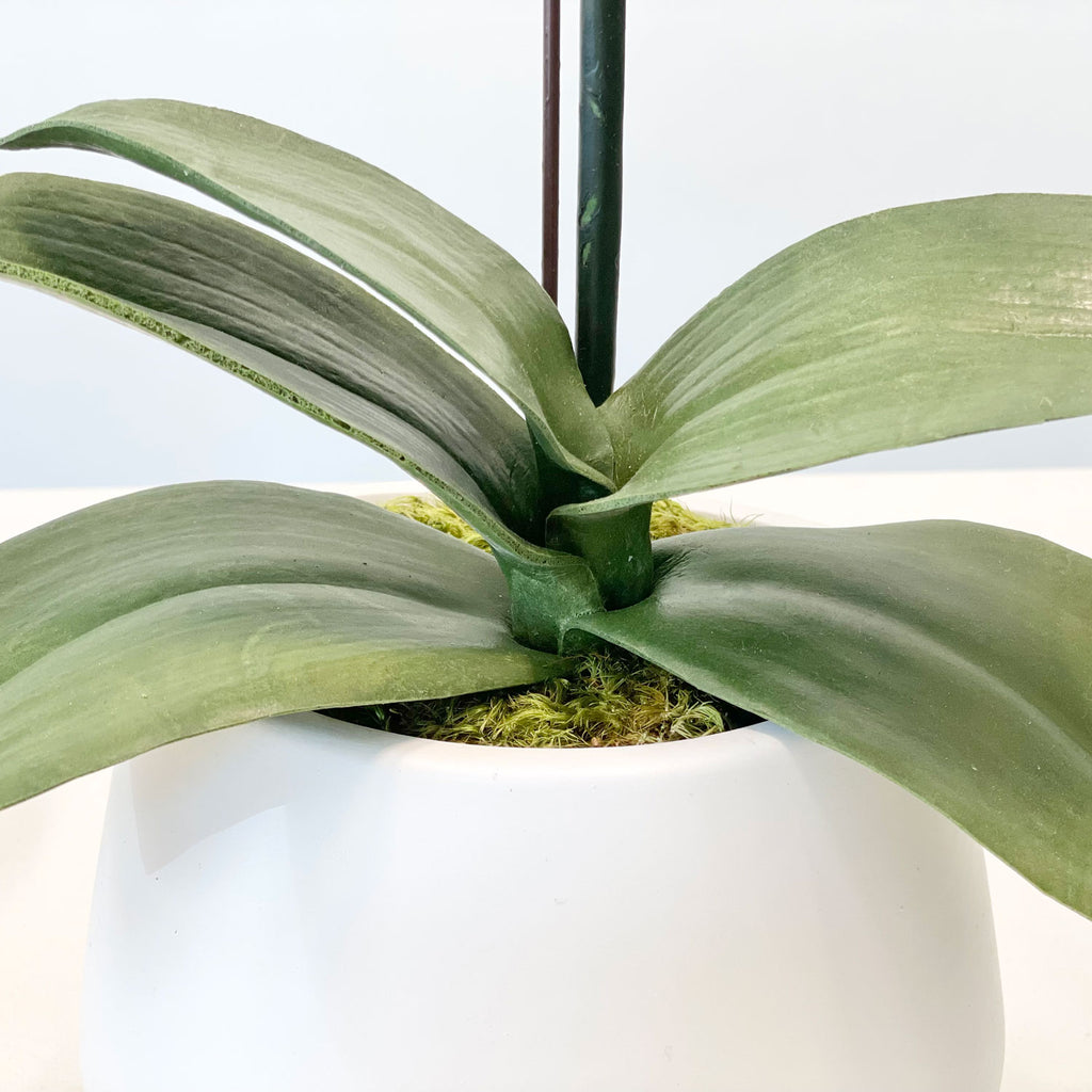 One Small Orchid in 5" Contour Bowl
