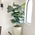 5.5' faux fiddle leaf fig in a white planter beside a window