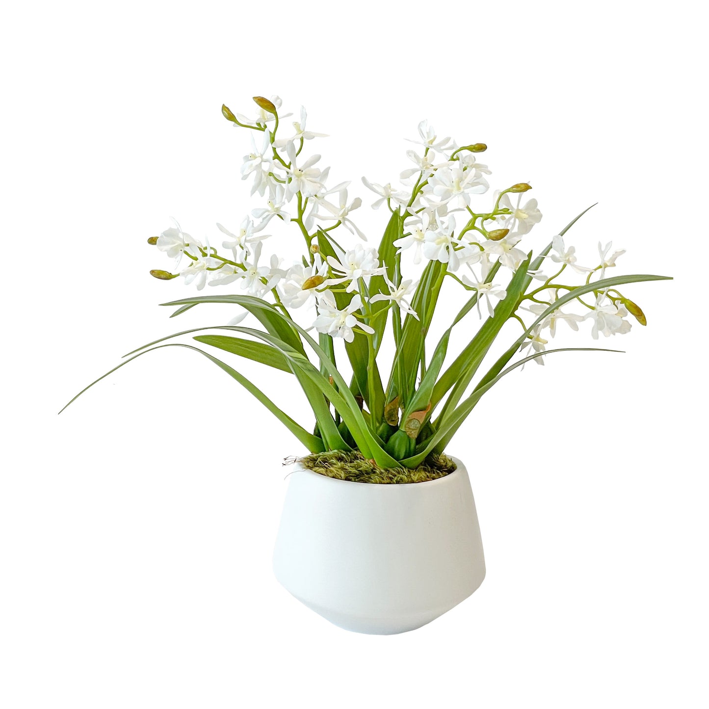 Three Butterfly Orchids in Small Contour Vase