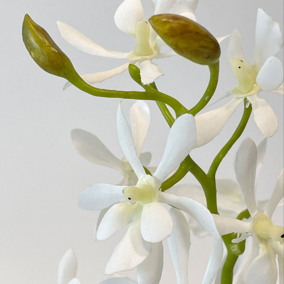 Three Butterfly Orchids in Small Contour Vase