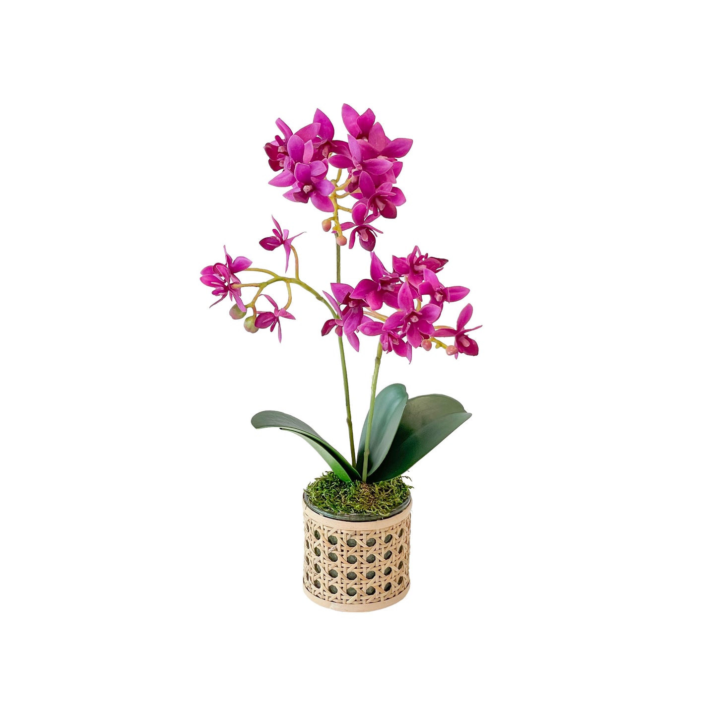 One Mini Fuchsia Orchid in Mini Cane Vase