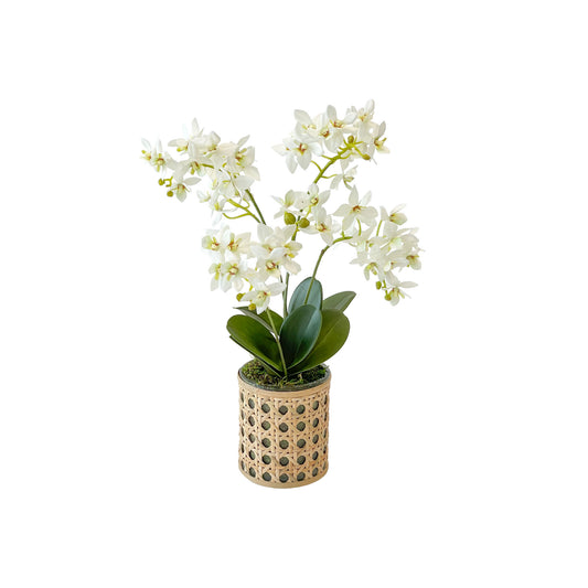 Two Mini Orchids in Small Cane Vase