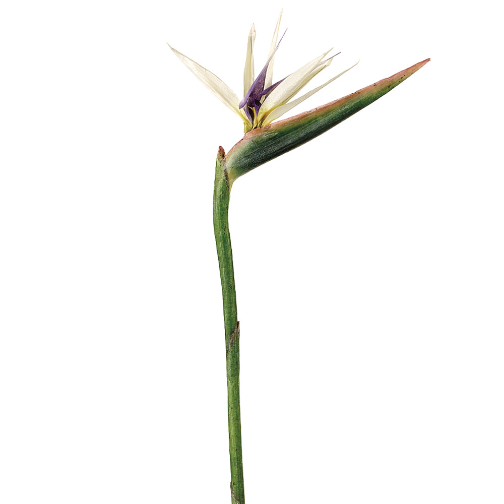 Faux White Bird of Paradise Flower 37"
