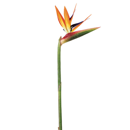 Bird of Paradise Flower Orange 31"