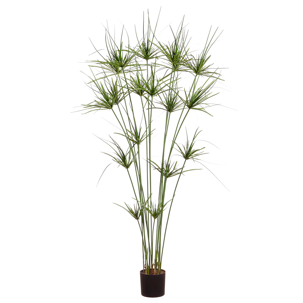 King Papyrus Grass Potted