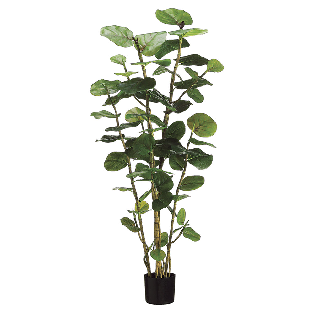 Sea Grape Tree 5'