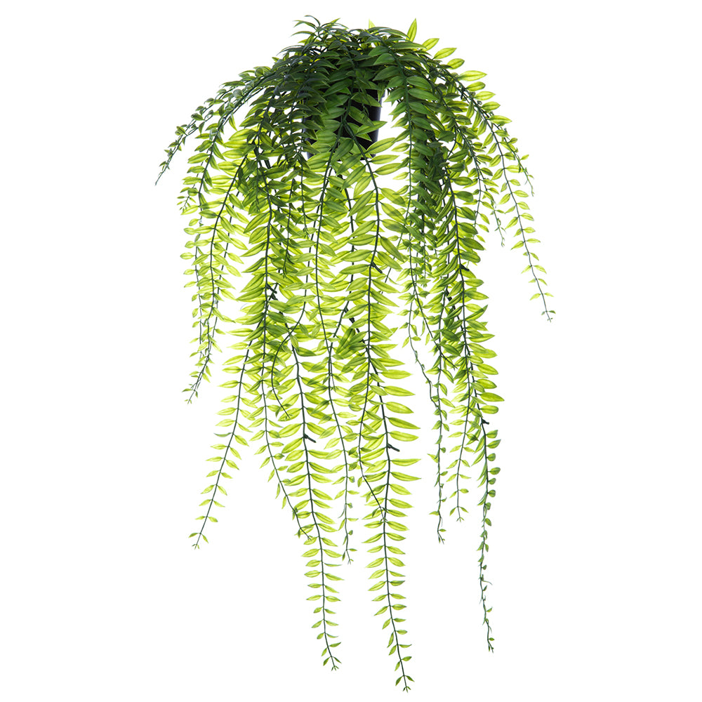 Hanging Sword Fern Potted