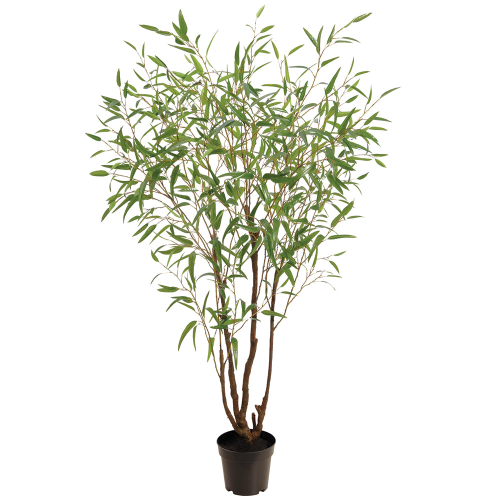 Eucalyptus Tree 7.5'