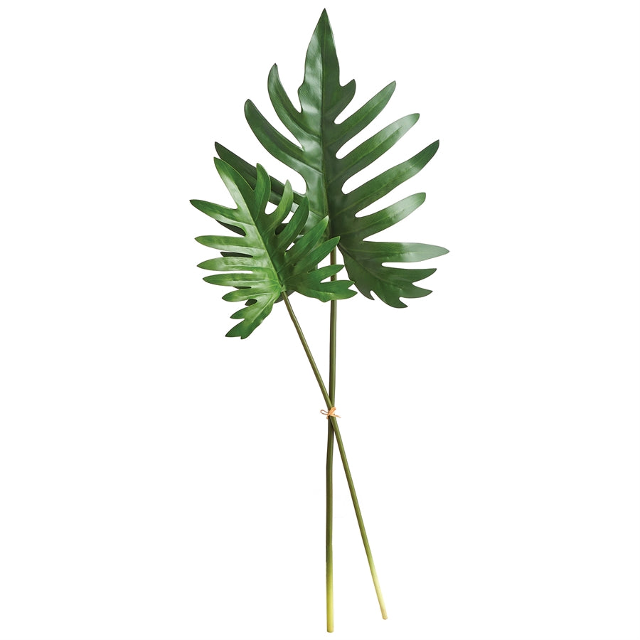 Selloum Leaf Stem