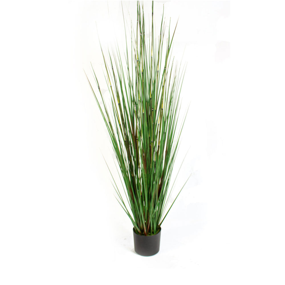 Horsetail Grass Potted