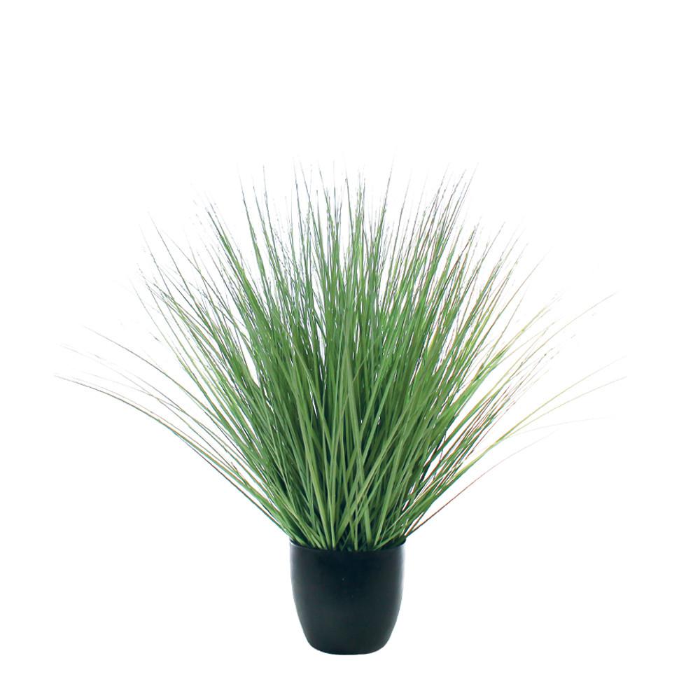 Green River Grass Potted