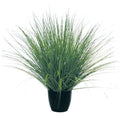 Green River Grass Potted