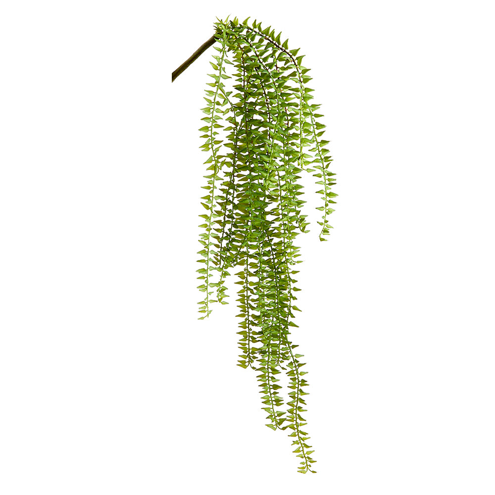 Hanging Sword Fern 24"