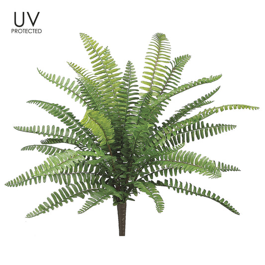 Boston Fern 19" (UV safe)