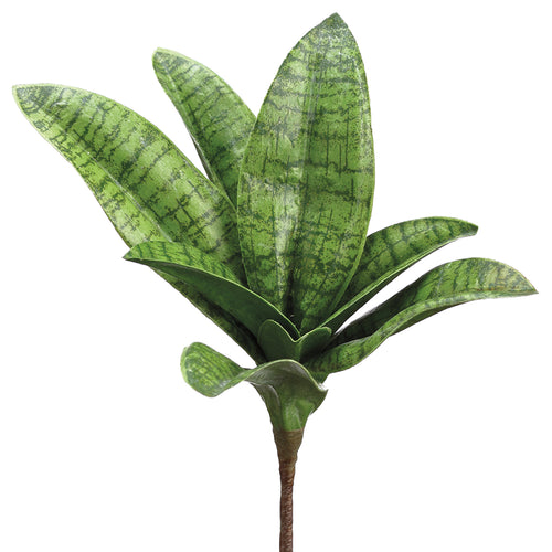 Mini Sansevieria 7