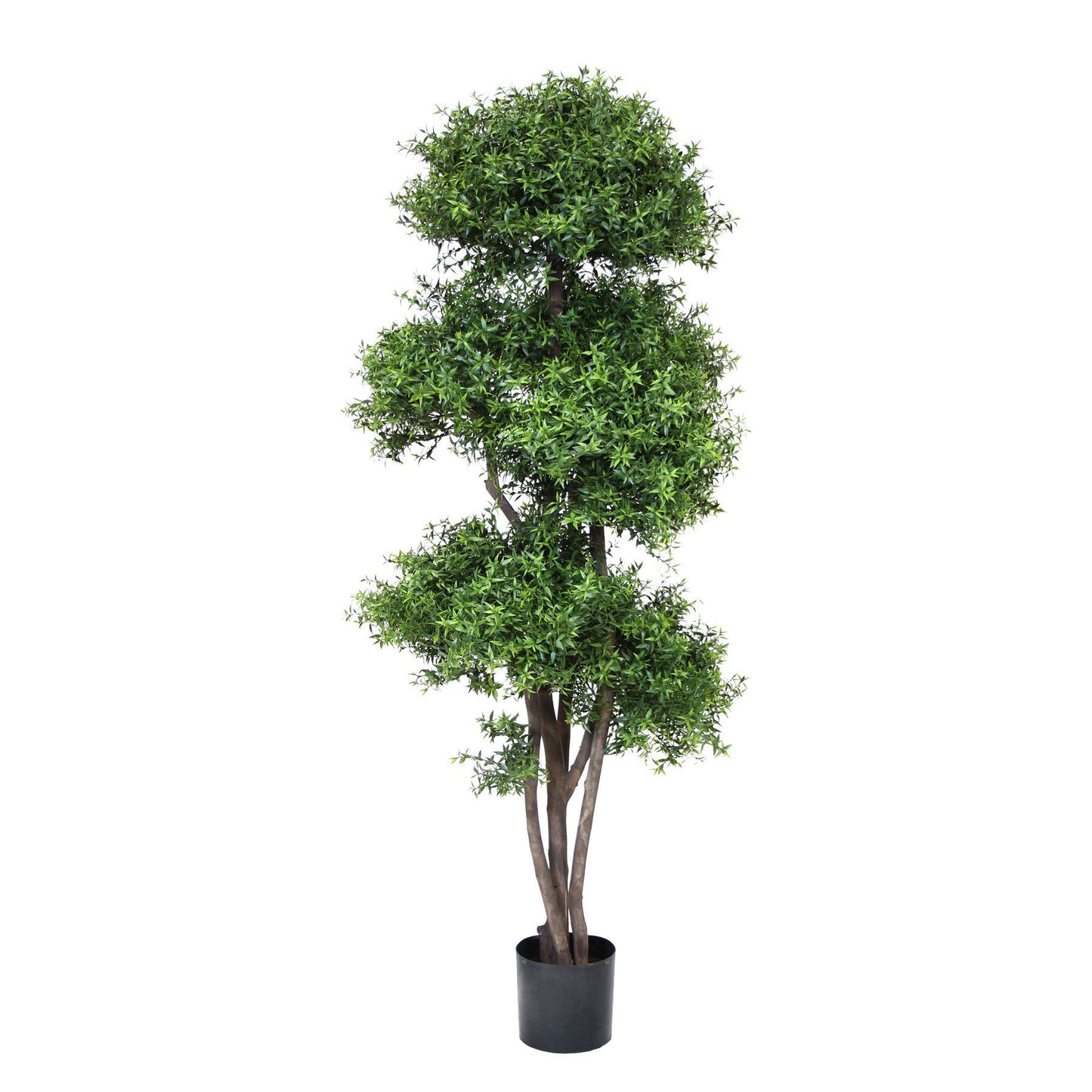 Myrtle Tree Topiary 5'