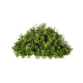 Myrtle Half Ball Topiary 18"
