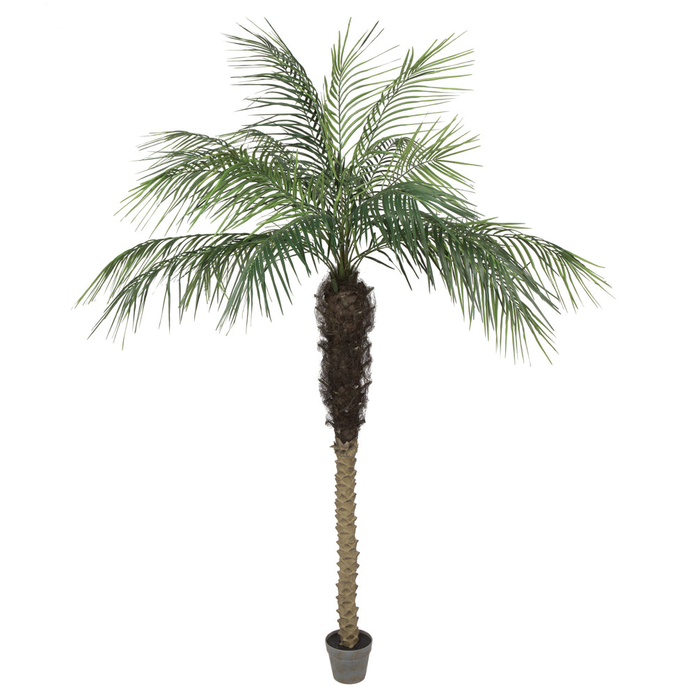 Phoenix Palm Tree 7'