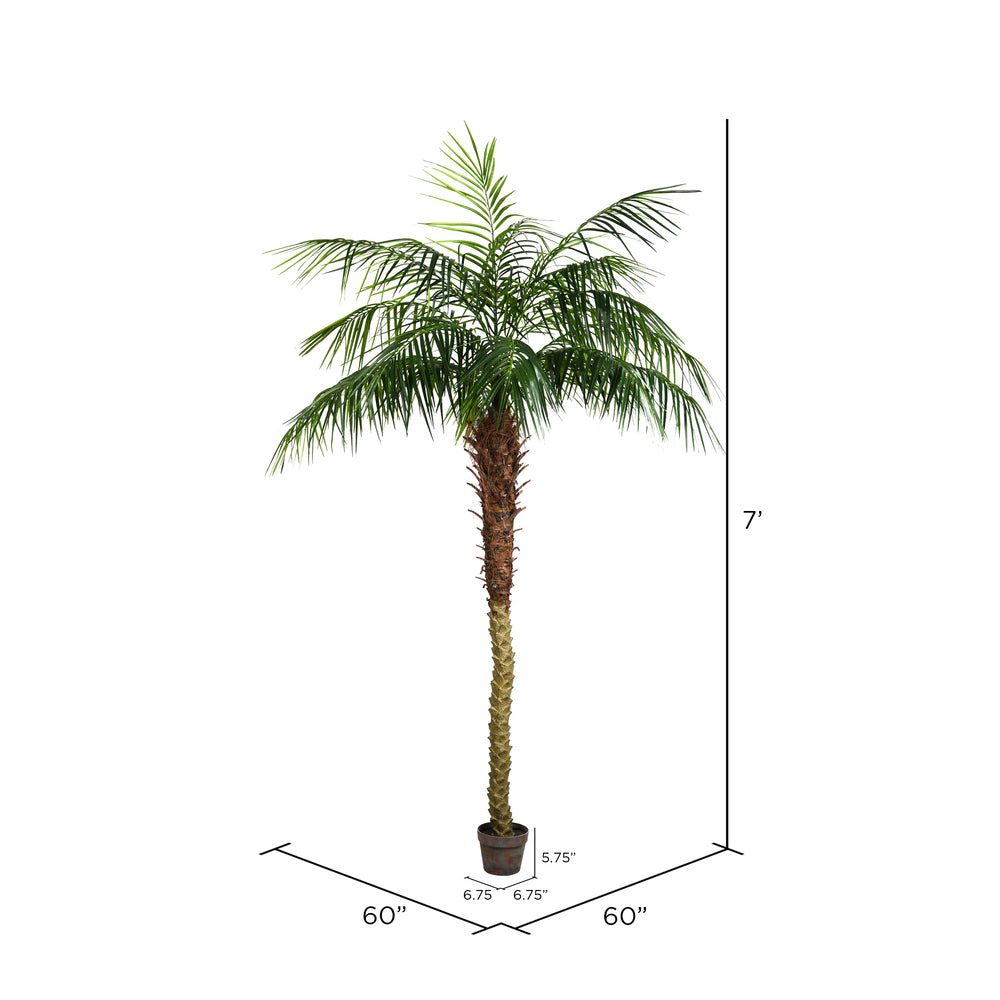 Phoenix Palm Tree 7'