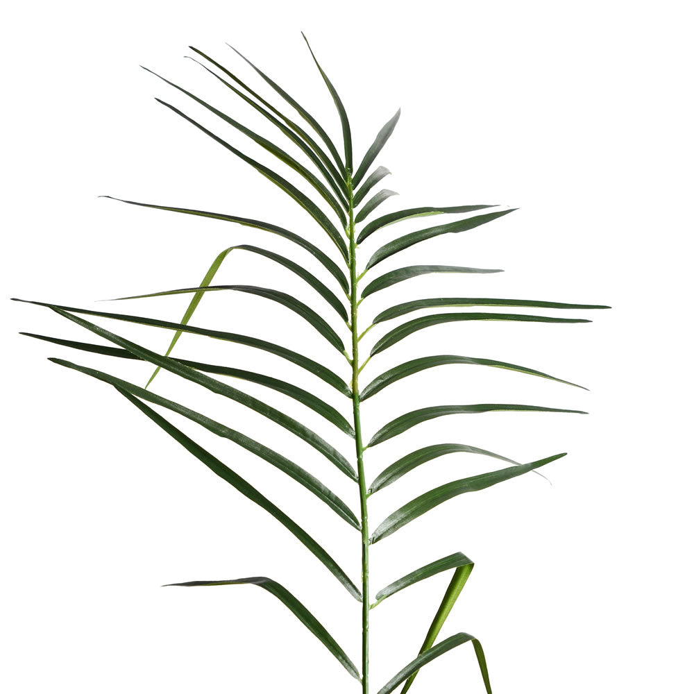 Phoenix Palm Tree 8'