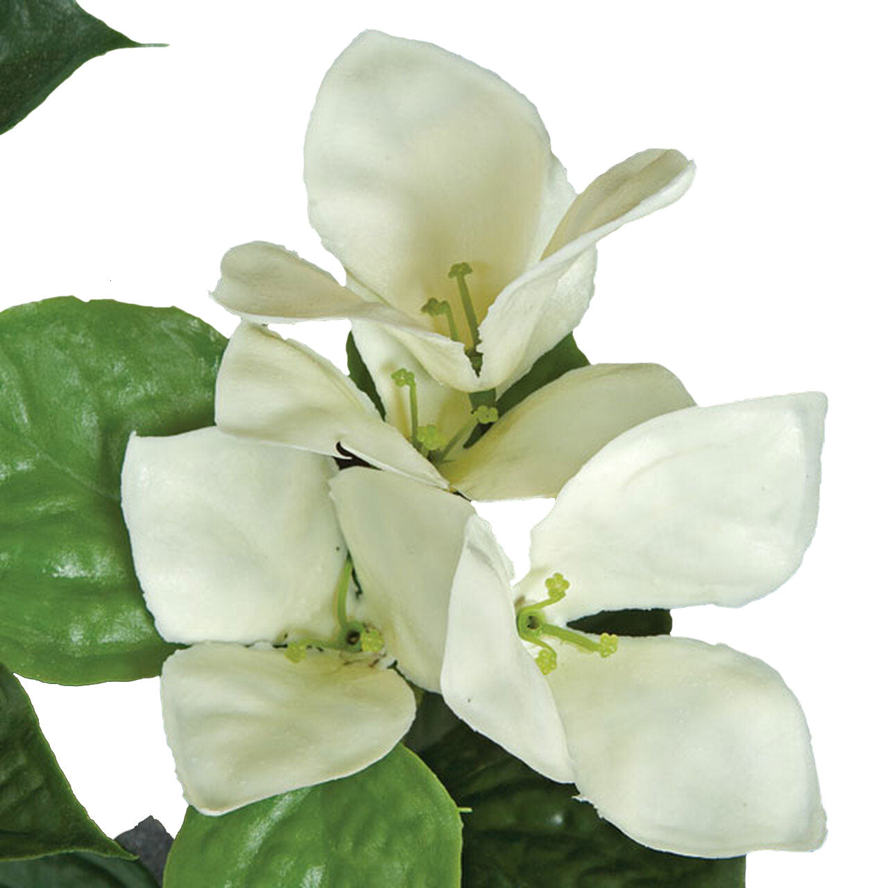 Bougainvillea Bush 36" (UV Safe)