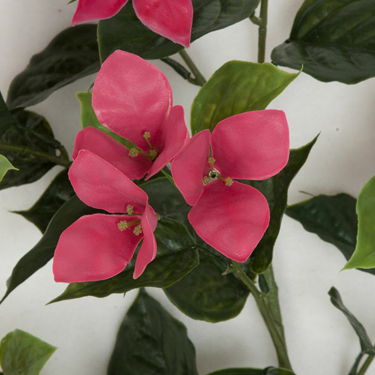 Bougainvillea Bush 36" (UV Safe)