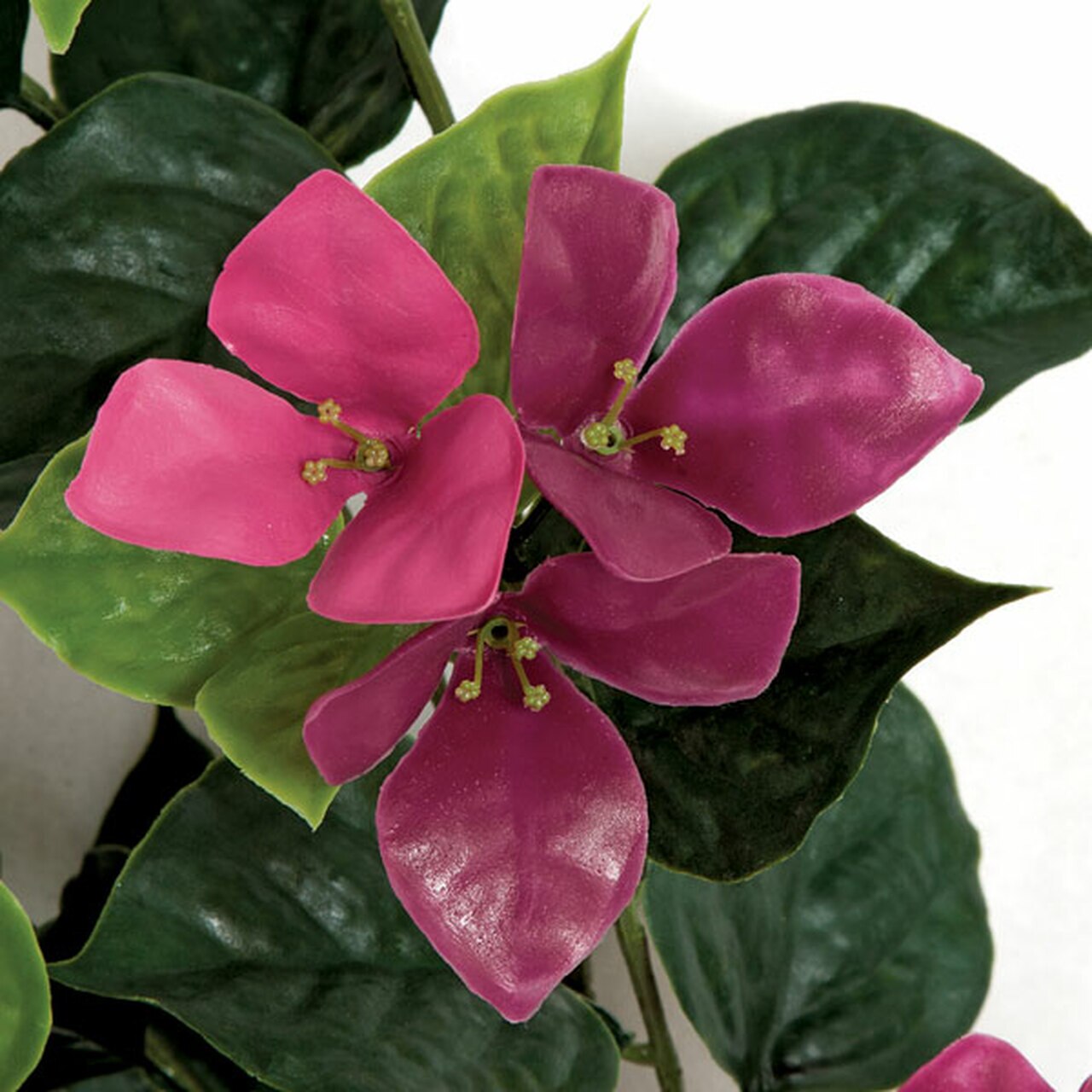 Bougainvillea Bush 36" (UV Safe)