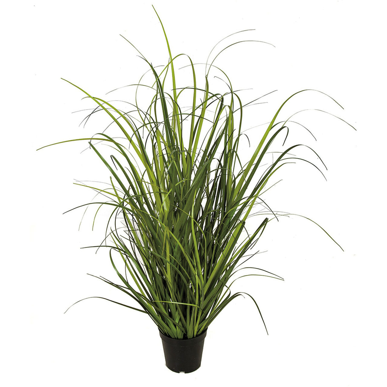 Onion Grass potted 32"