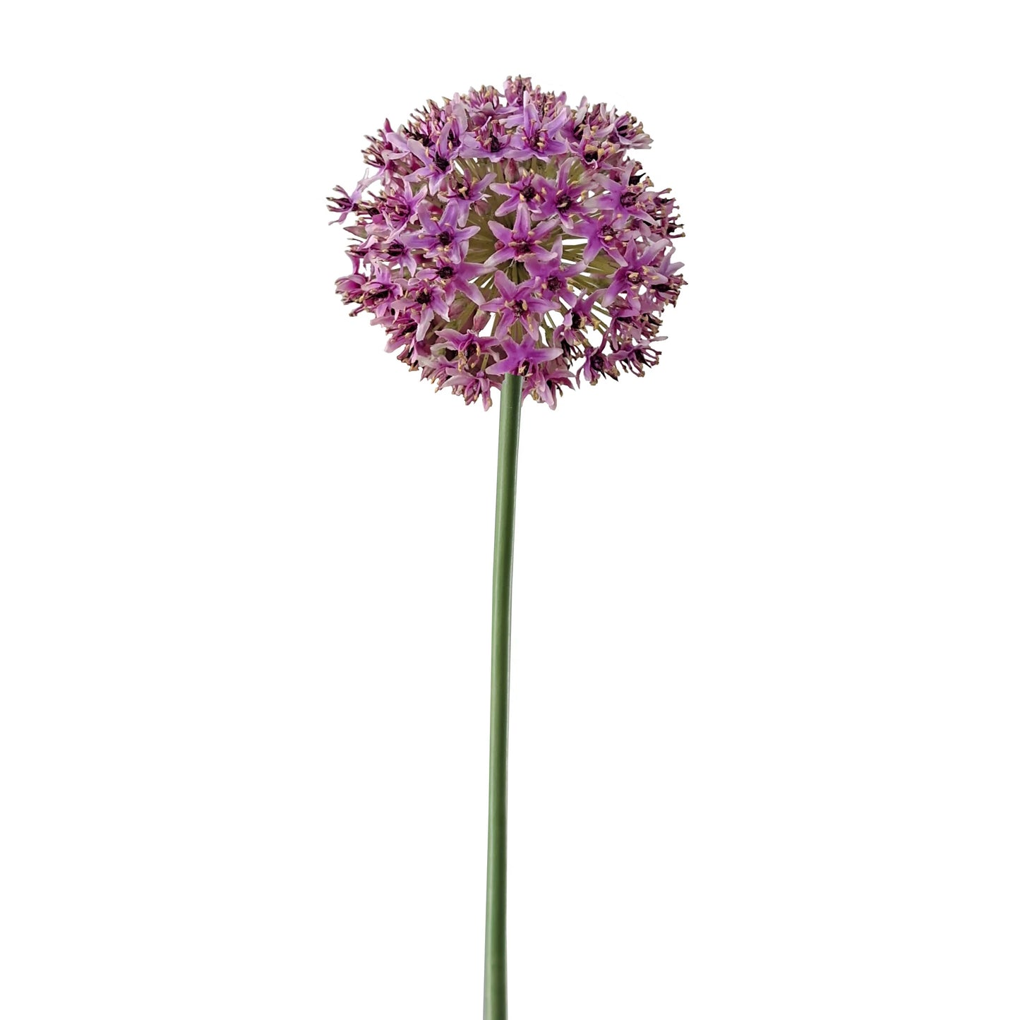 Allium Purple 28"