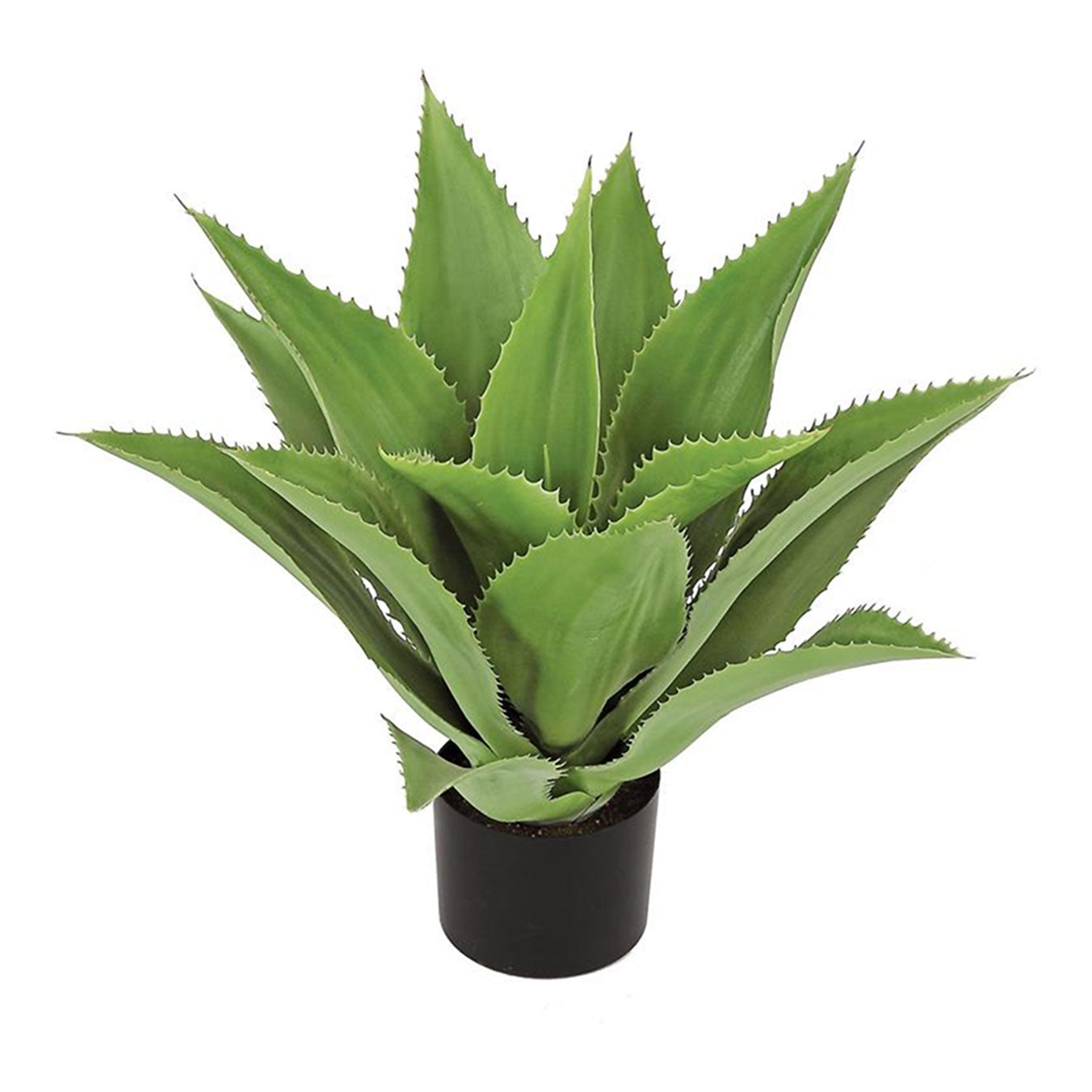 Aloe in pot 26"