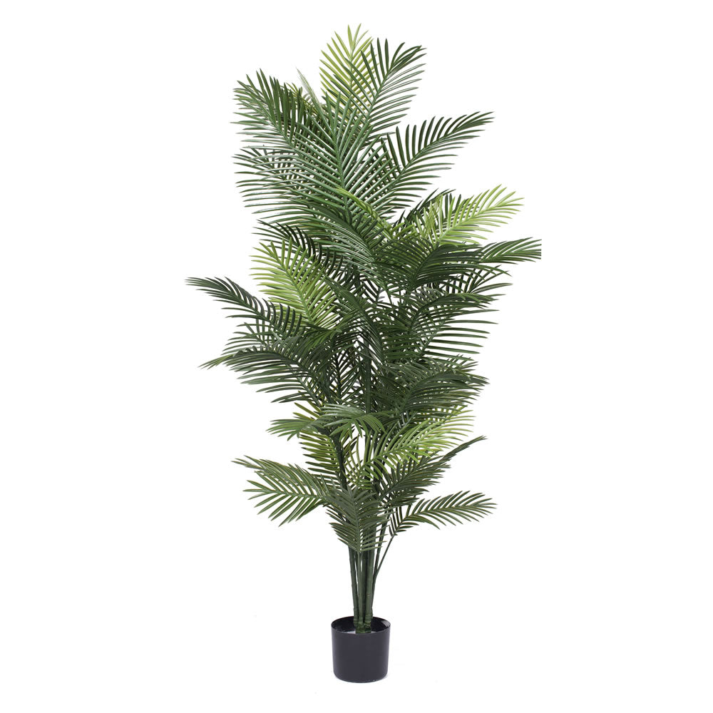 Areca Palm 6' (UV safe)