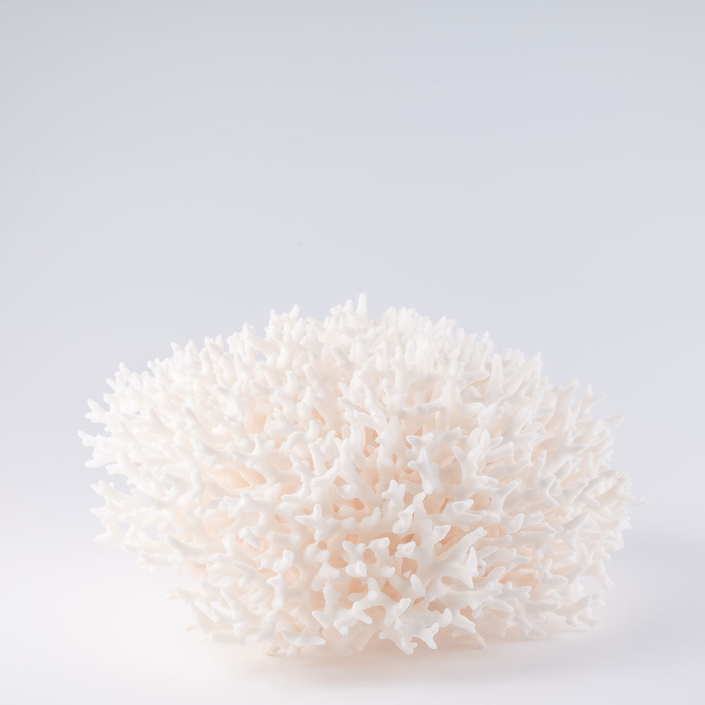 birdsnest coral buy birdsnest coral decorating with birdsnest coral