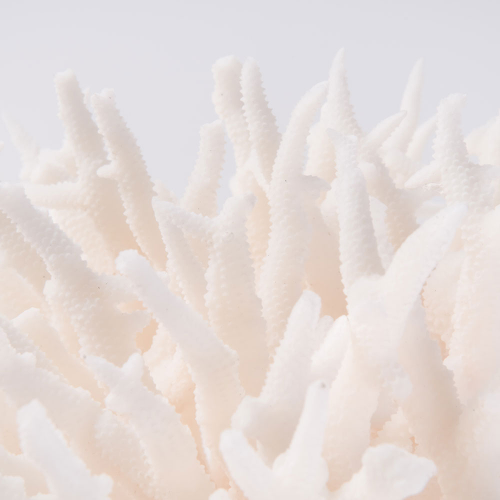 birdsnest coral buy birdsnest coral decorating with birdsnest coral
