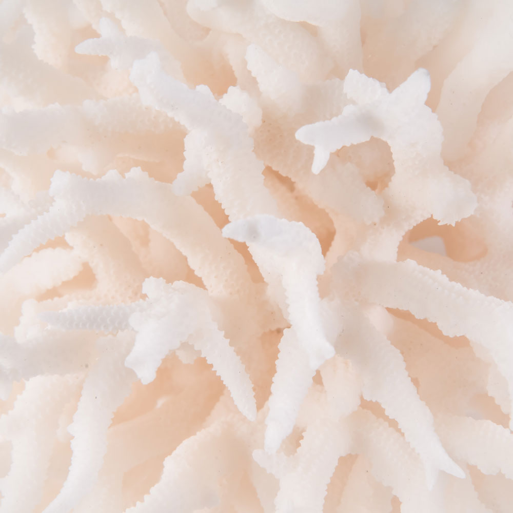 birdsnest coral buy birdsnest coral decorating with birdsnest coral