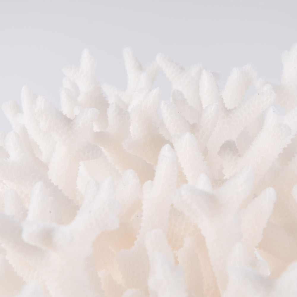 birdsnest coral buy birdsnest coral decorating with birdsnest coral