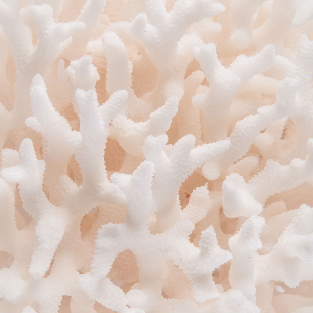 birdsnest coral buy birdsnest coral decorating with birdsnest coral