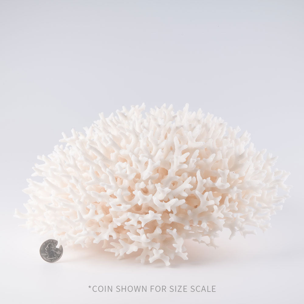 birdsnest coral buy birdsnest coral decorating with birdsnest coral