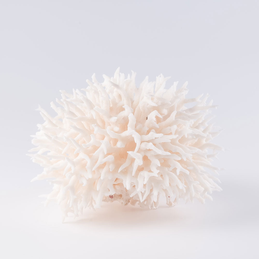 birdsnest coral buy birdsnest coral decorating with birdsnest coral