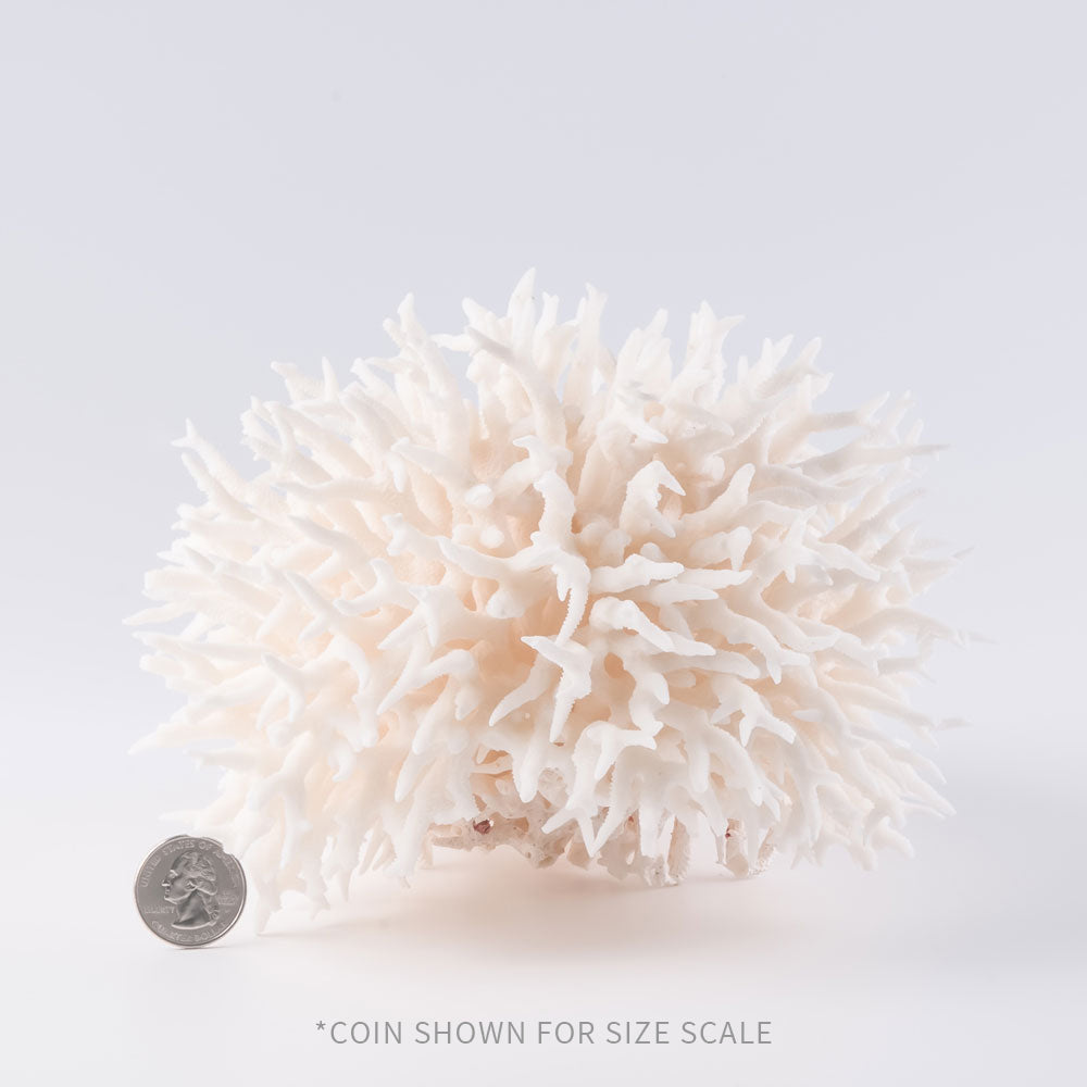 birdsnest coral buy birdsnest coral decorating with birdsnest coral