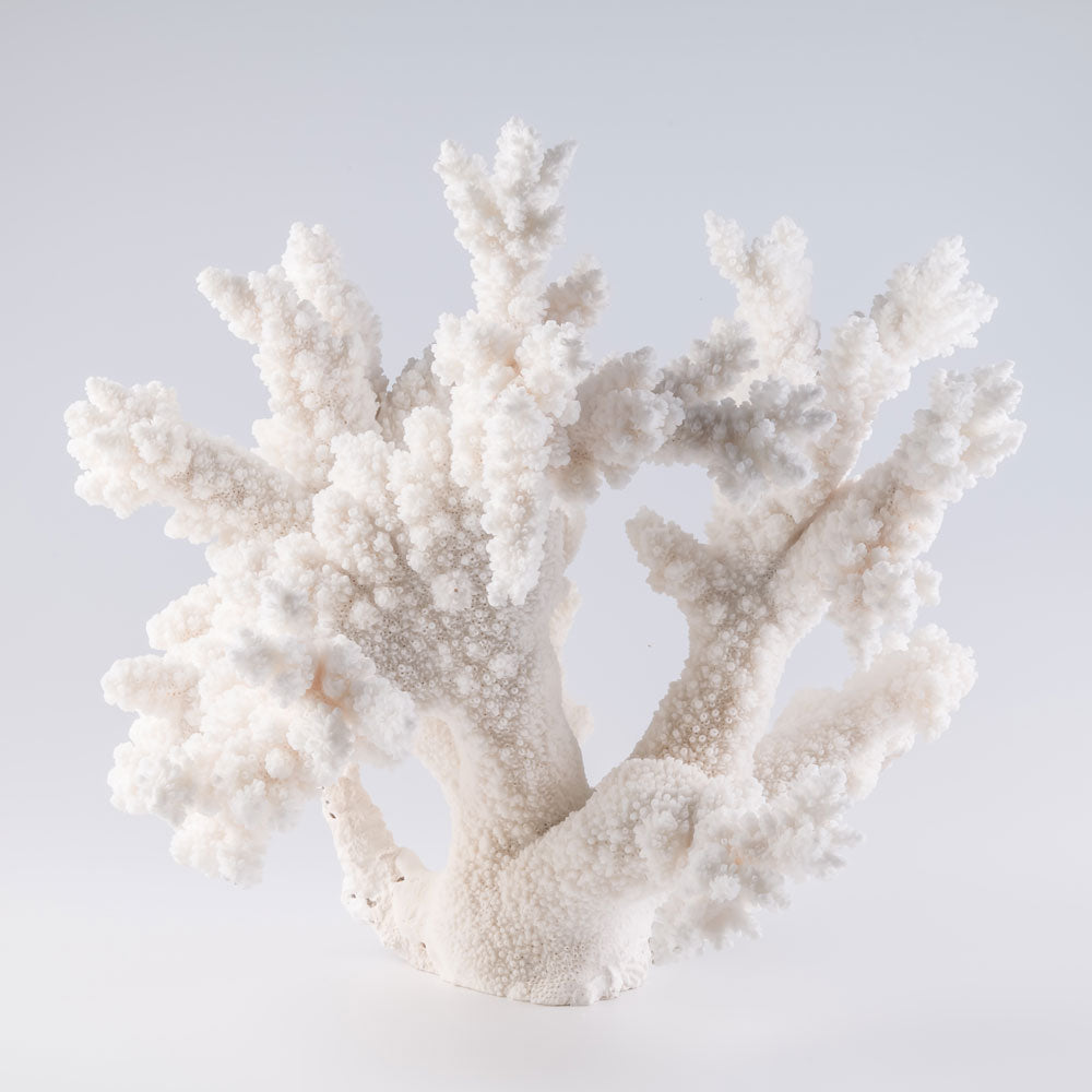Branch coral buy branch coral decorating with branch coral