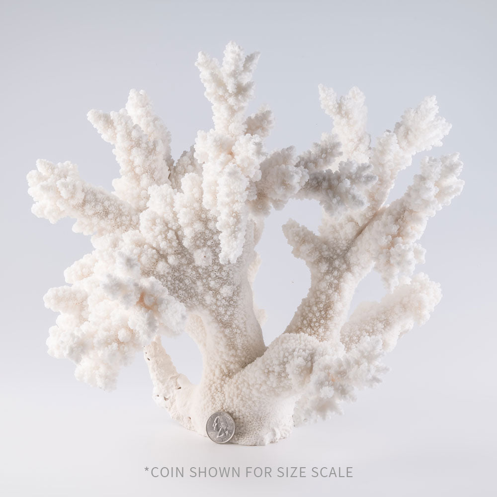 Branch Coral Branch Sea Coral for sale Branch Ocean Coral Decor – Palm  Bungalow