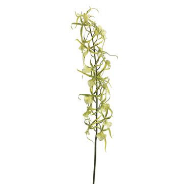Brassia Orchid Stem 32"